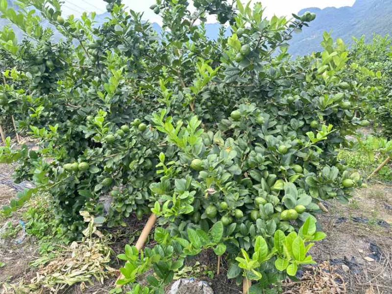 香水柠檬