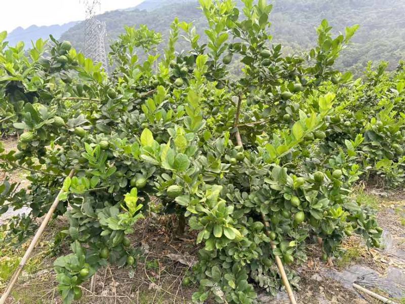 香水柠檬