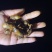 金蝉