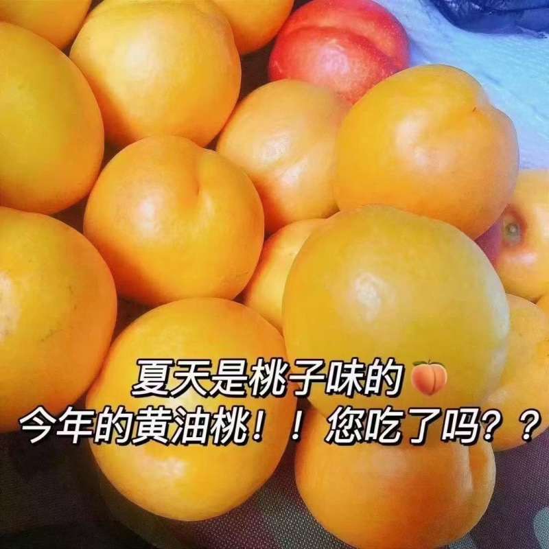 北京平谷大桃