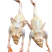 卖老鸭子