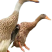 卖老鸭子