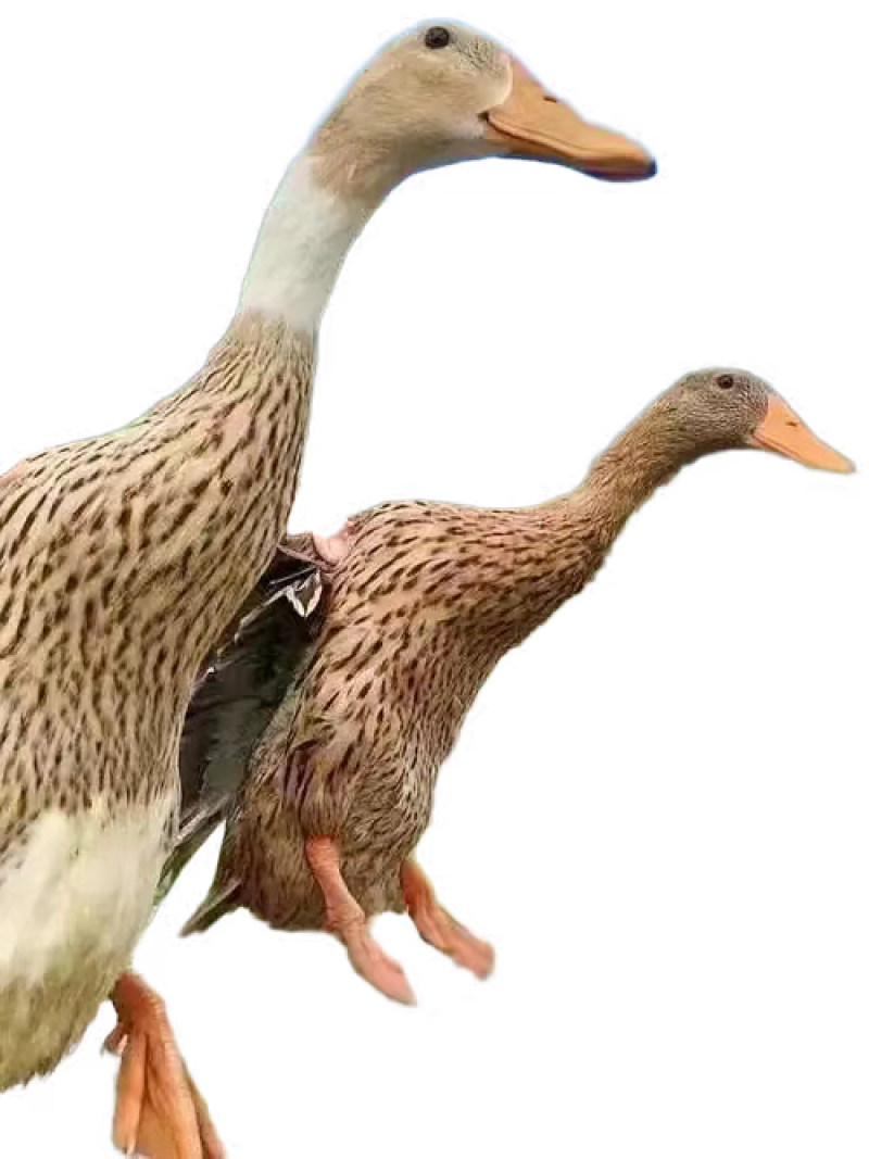 卖老鸭子