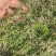 内蒙古野生山花椒