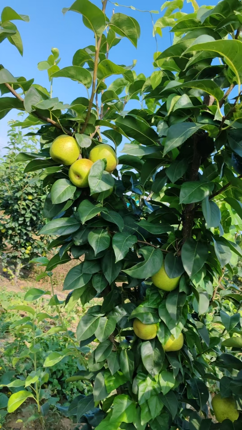 翠冠梨