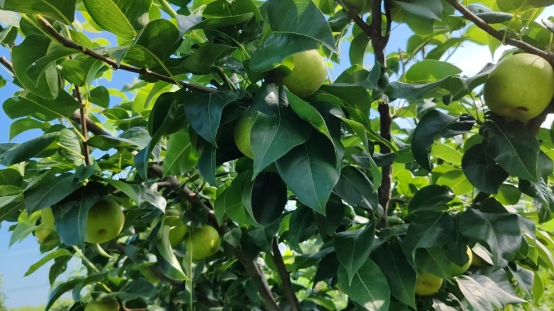 翠冠梨