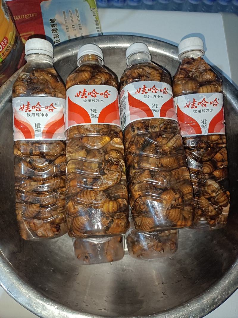山东金蝉