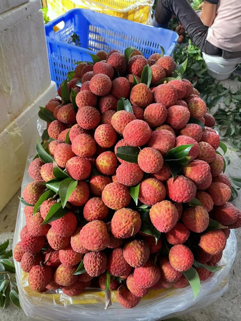 先进奉荔枝