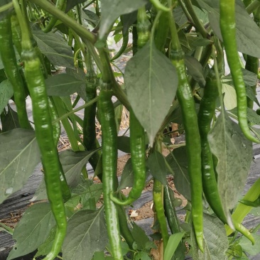 二荆条青椒（红椒）椒，朝天椒等