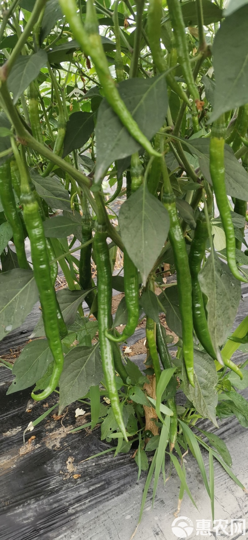 二荆条青椒（红椒）椒，朝天椒等