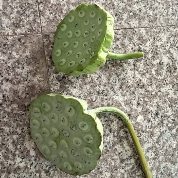 新鲜莲蓬