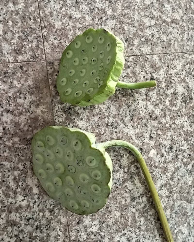 新鲜莲蓬