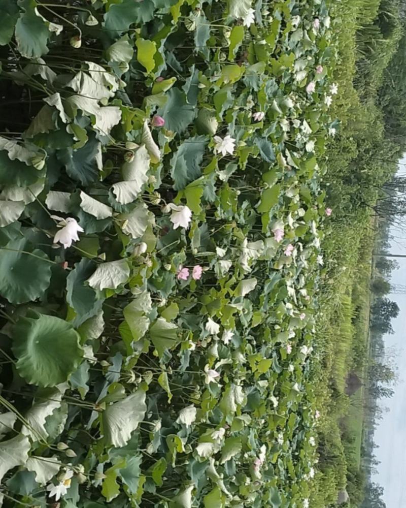 新鲜莲蓬