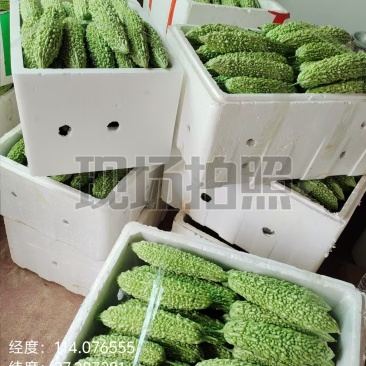 苦瓜（农村自种精品）