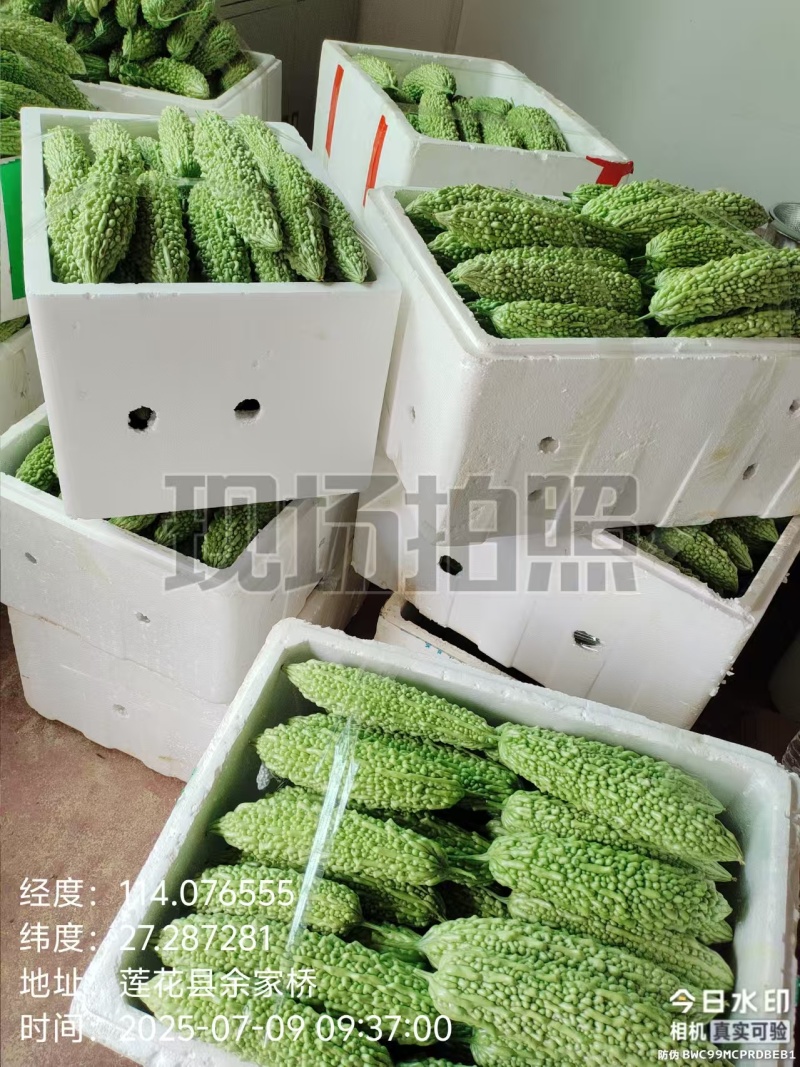 苦瓜（农村自种精品）
