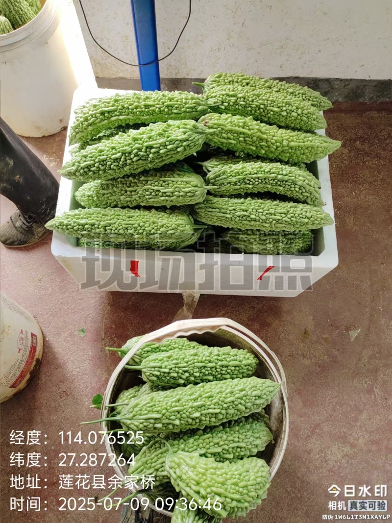 苦瓜（农村自种精品）