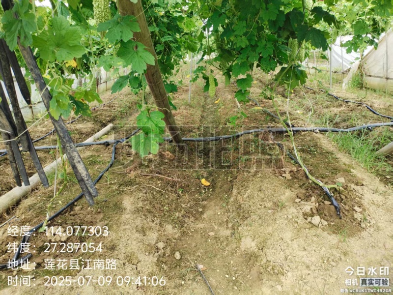 苦瓜（农村自种精品）