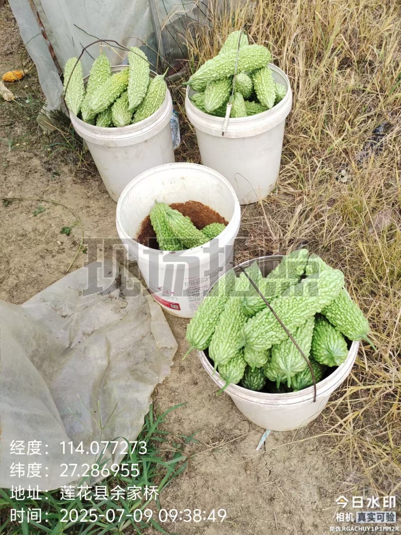 苦瓜（农村自种精品）