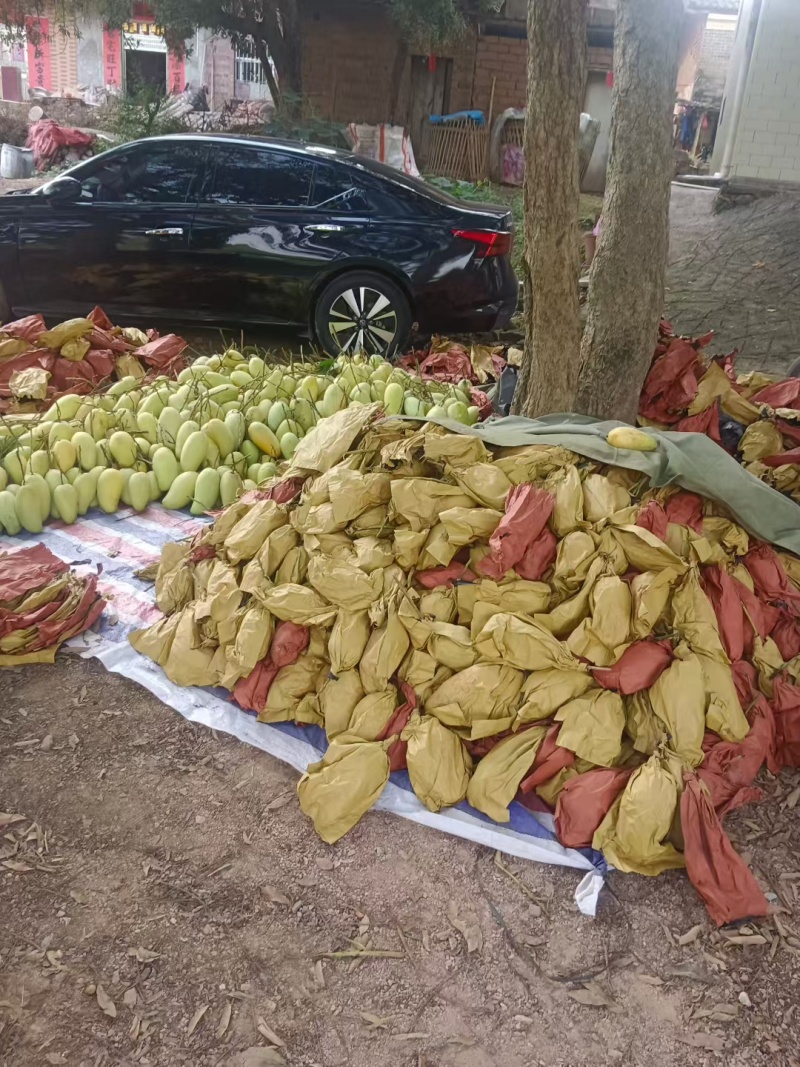 大量金皇芒出货，精品，统果，价优