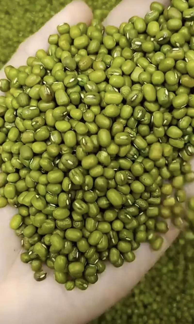 绿豆明豆颗颗饱满粒粒醇香色泽均匀明绿豆绿豆