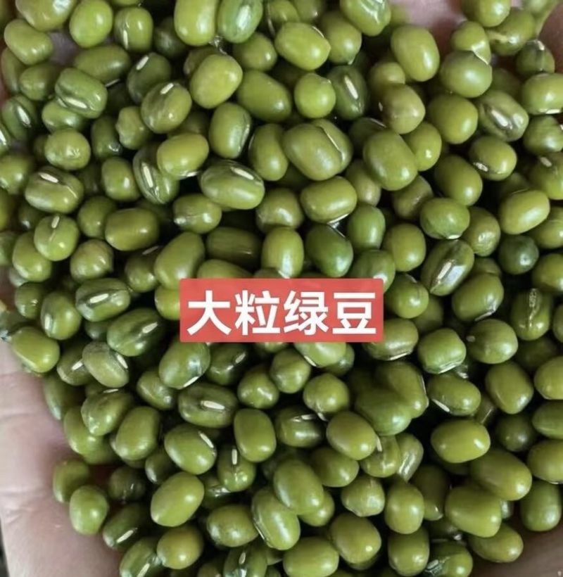 绿豆明豆颗颗饱满粒粒醇香色泽均匀明绿豆绿豆