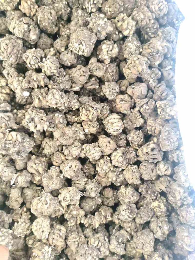 产地直发各种规格的猫爪草多少都可发