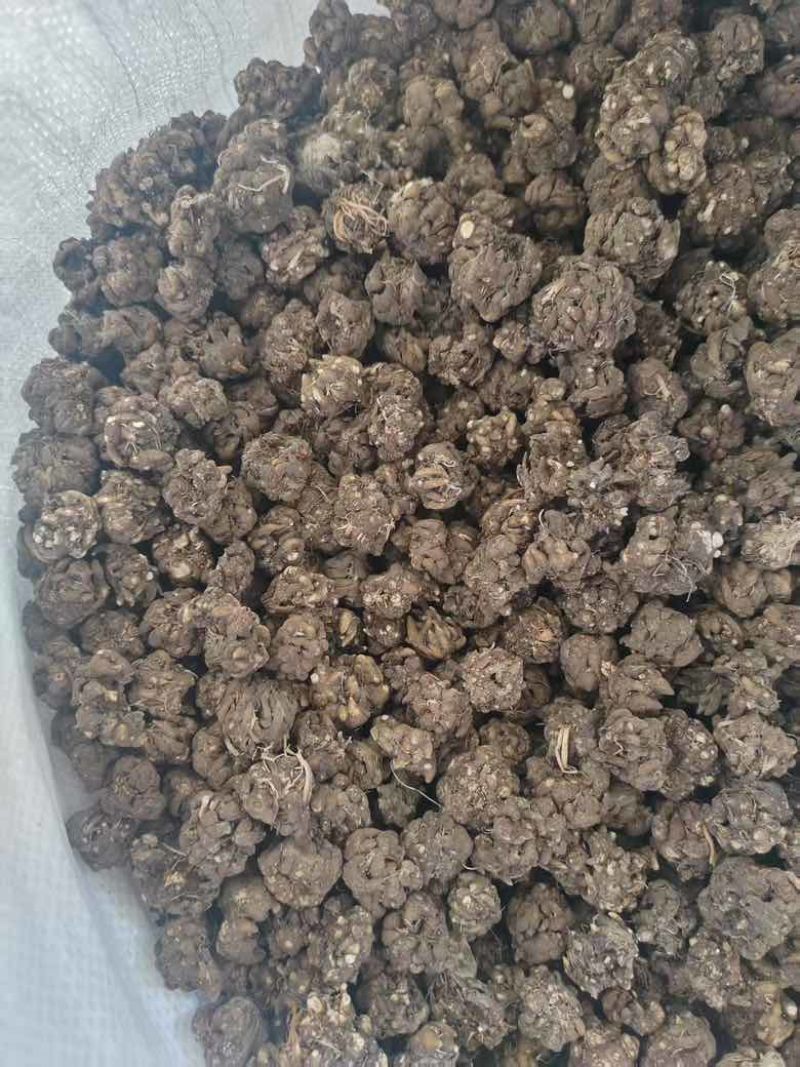 产地直发各种规格的猫爪草多少都可发