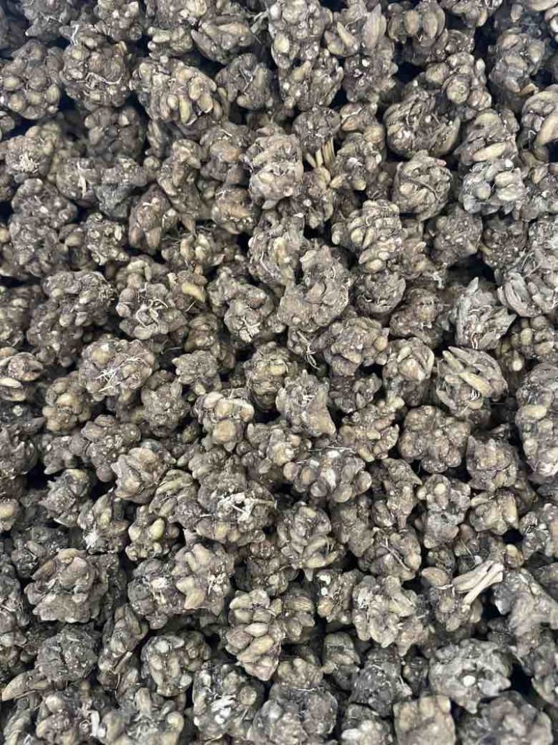 产地直发各种规格的猫爪草多少都可发