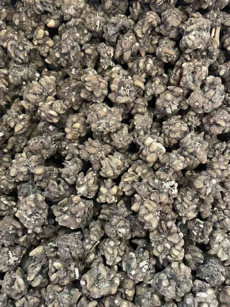 产地直发各种规格的猫爪草多少都可发