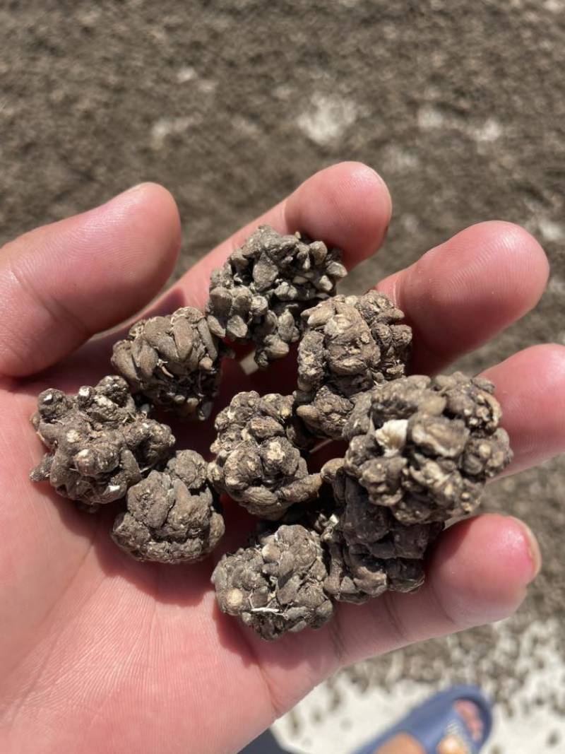 产地直发各种规格的猫爪草多少都可发