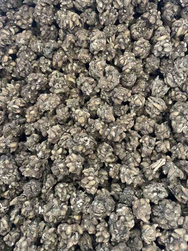 产地直发各种规格的猫爪草多少都可发