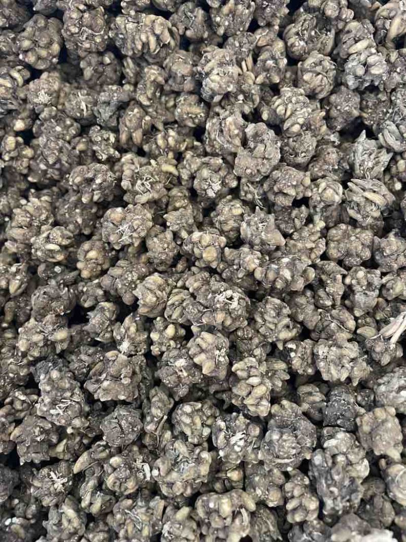 产地直发各种规格的猫爪草多少都可发