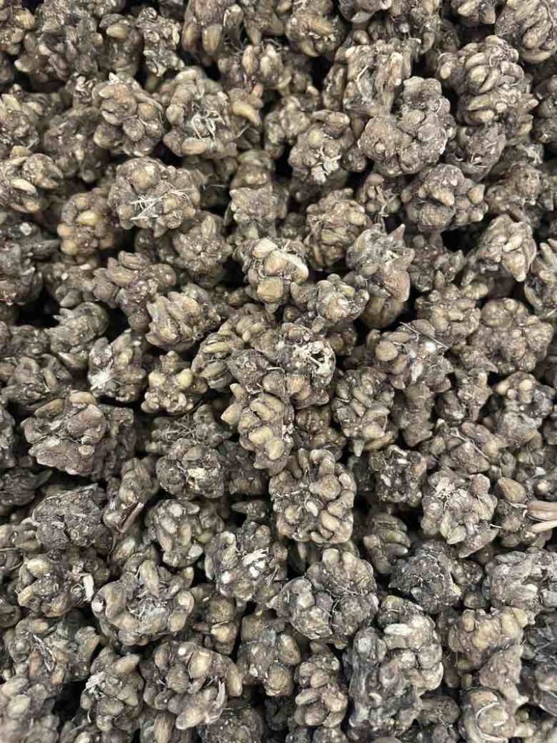 产地直发各种规格的猫爪草多少都可发