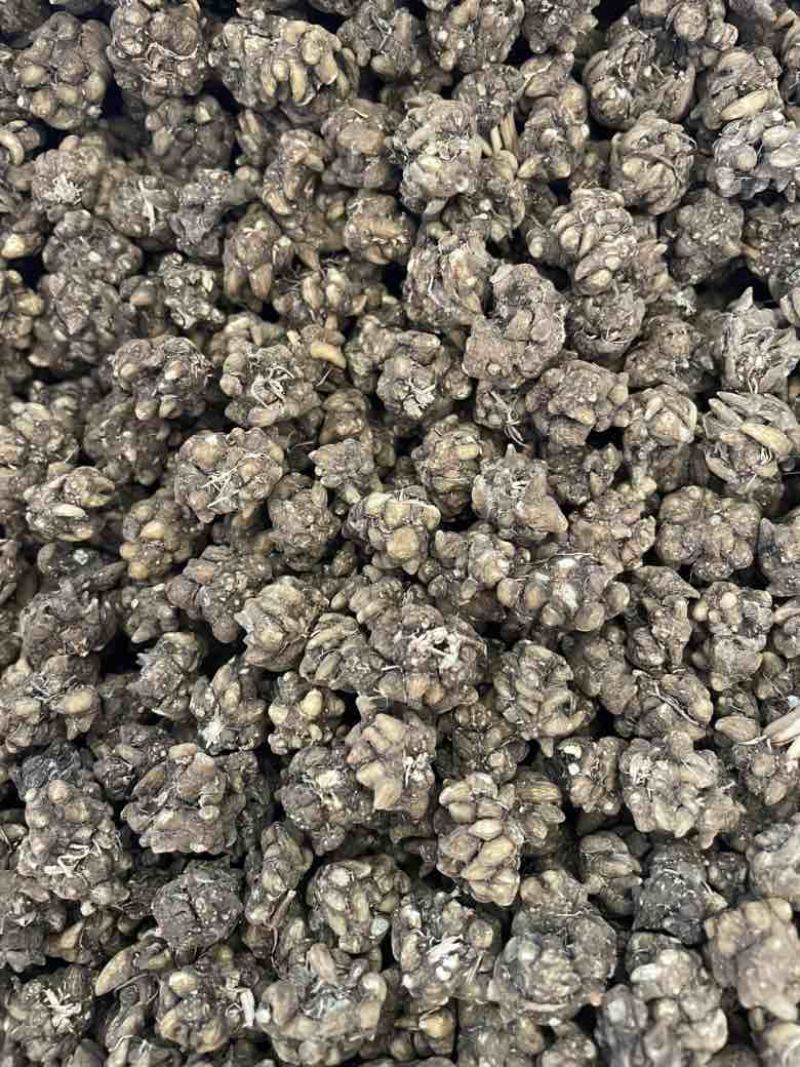 产地直发各种规格的猫爪草多少都可发