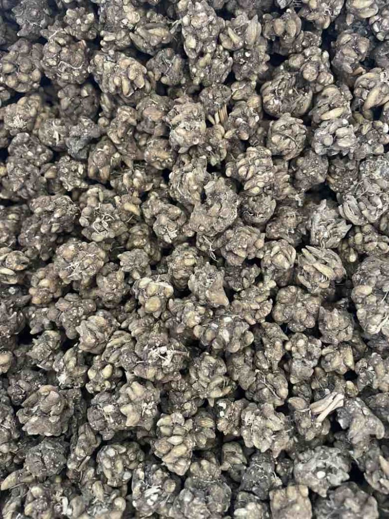 产地直发各种规格的猫爪草多少都可发