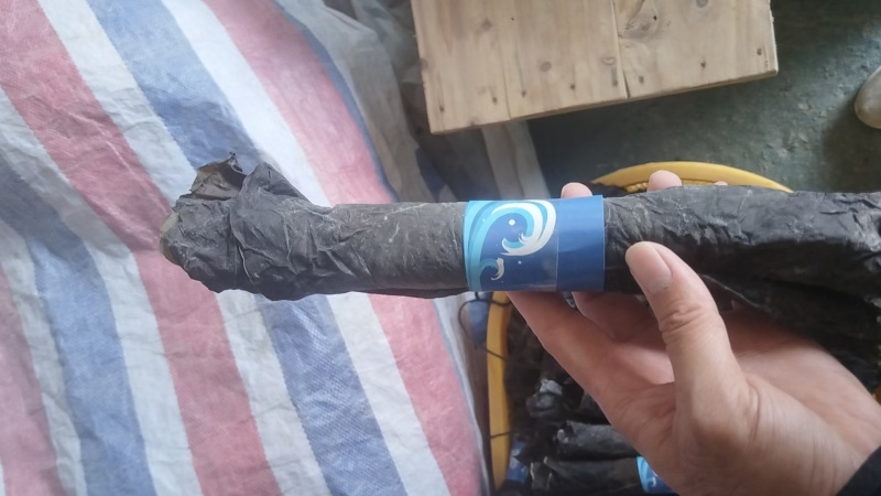 霞浦海带