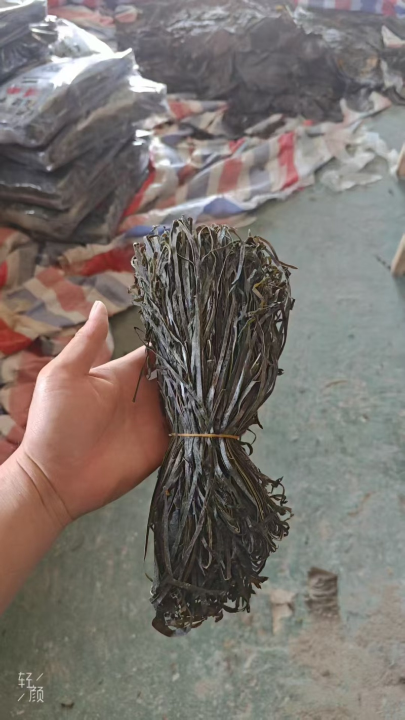 霞浦海带