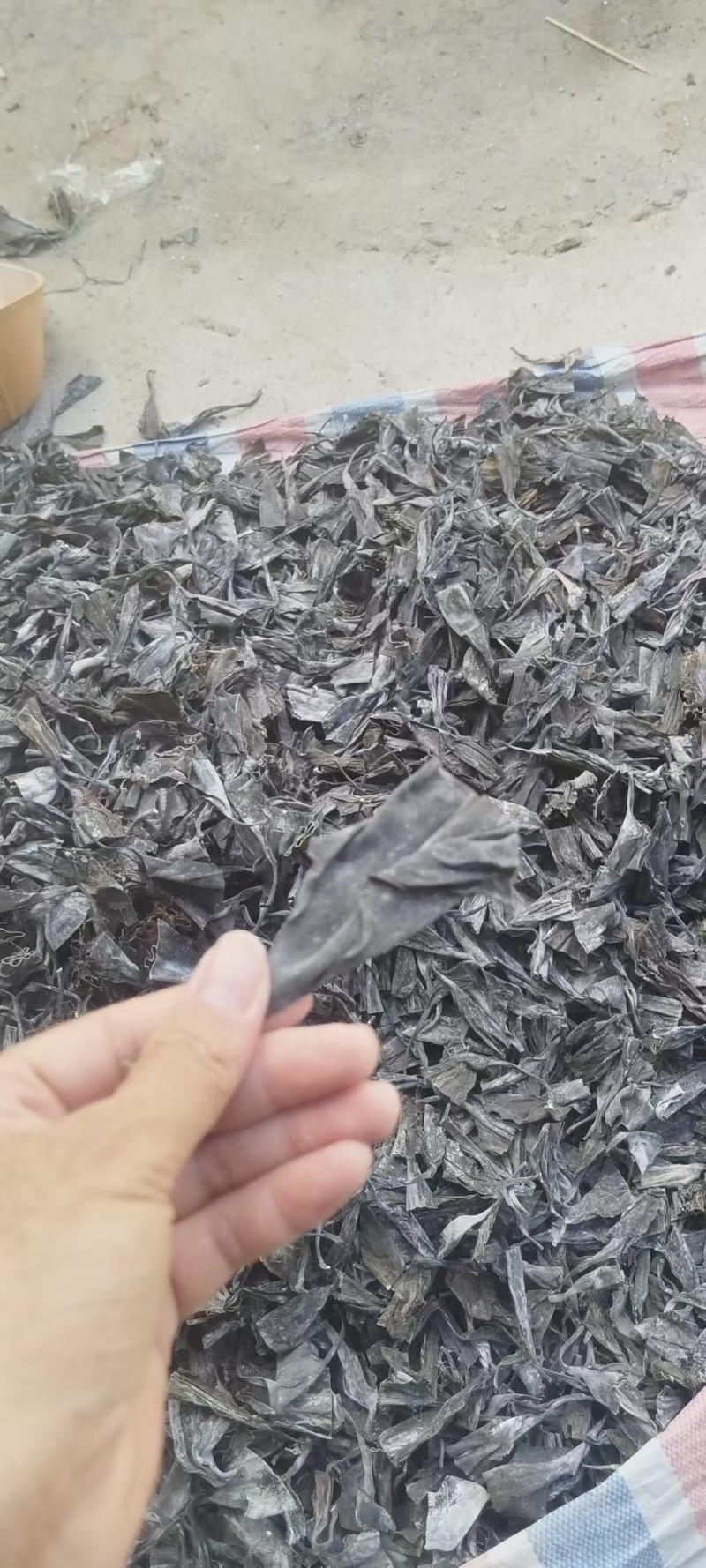 霞浦海带