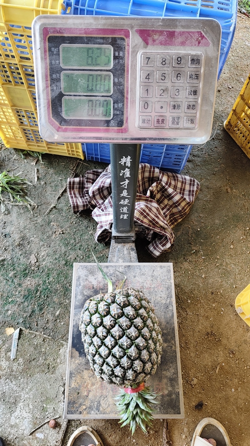 西瓜凤梨