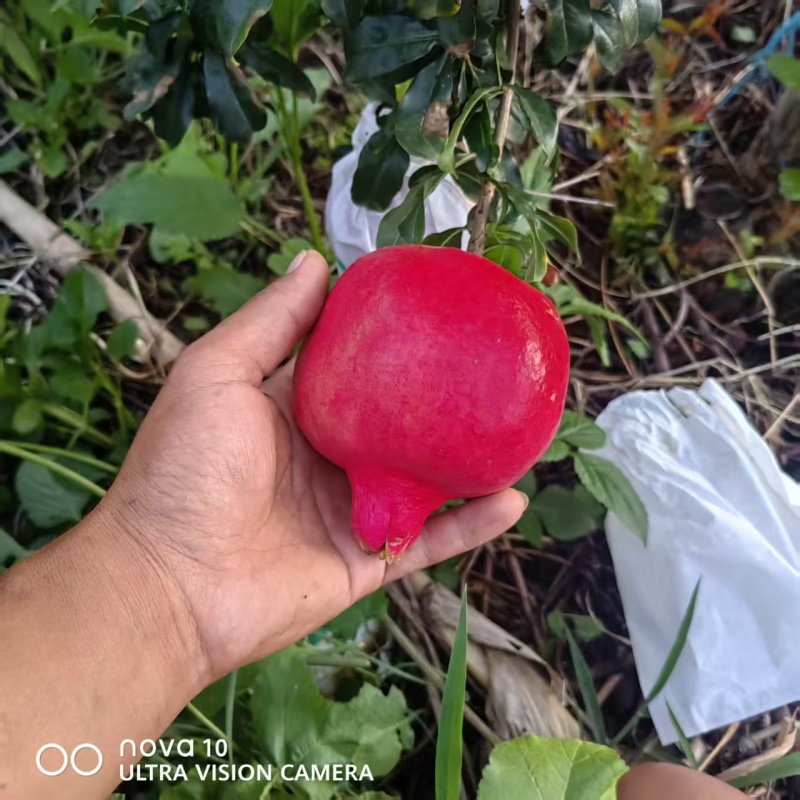 突尼斯华光软子石榴