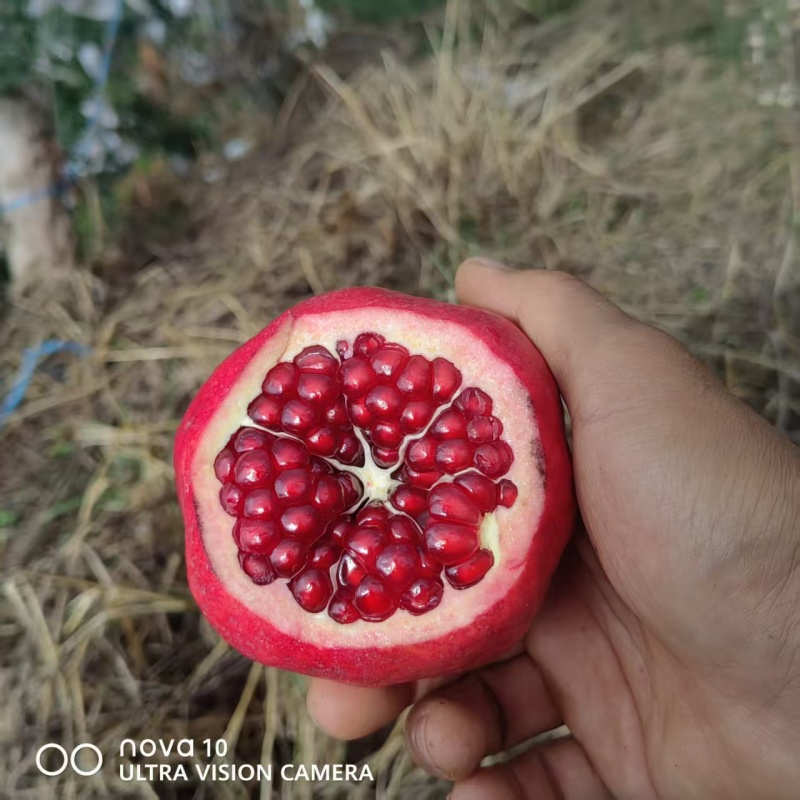 突尼斯华光软子石榴