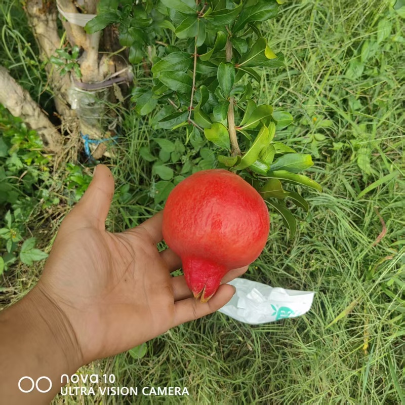 突尼斯华光软子石榴