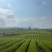 高山绿茶，球型