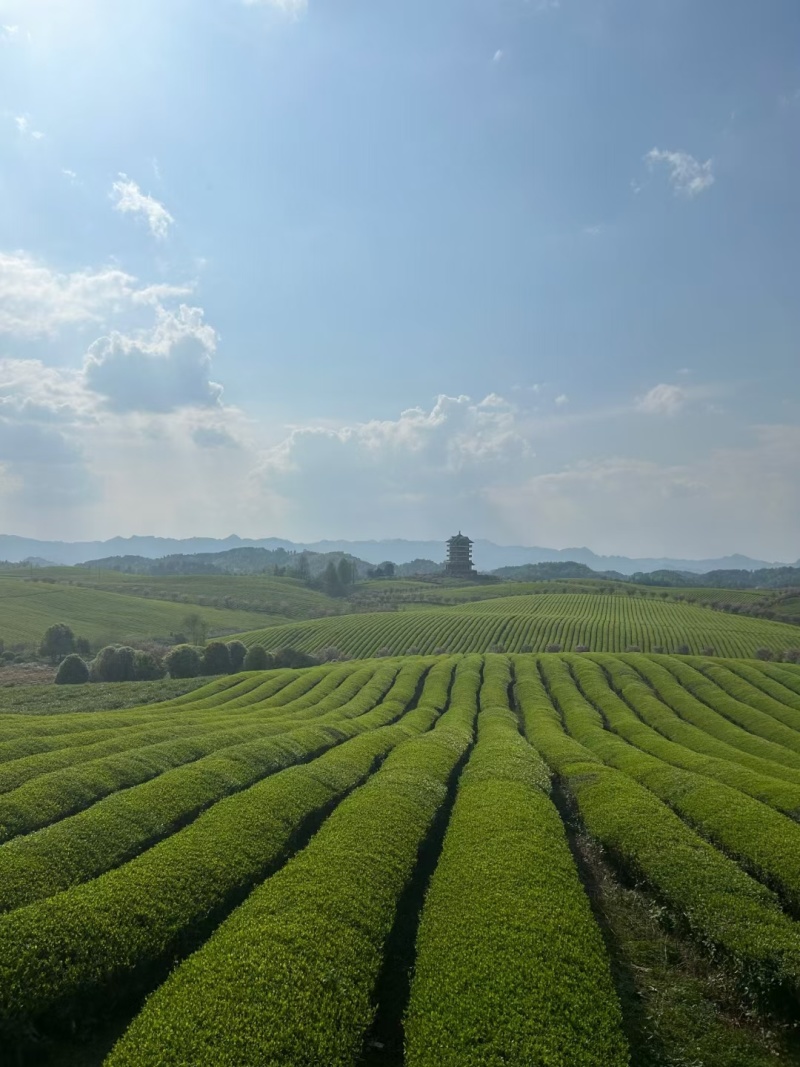 高山绿茶，球型