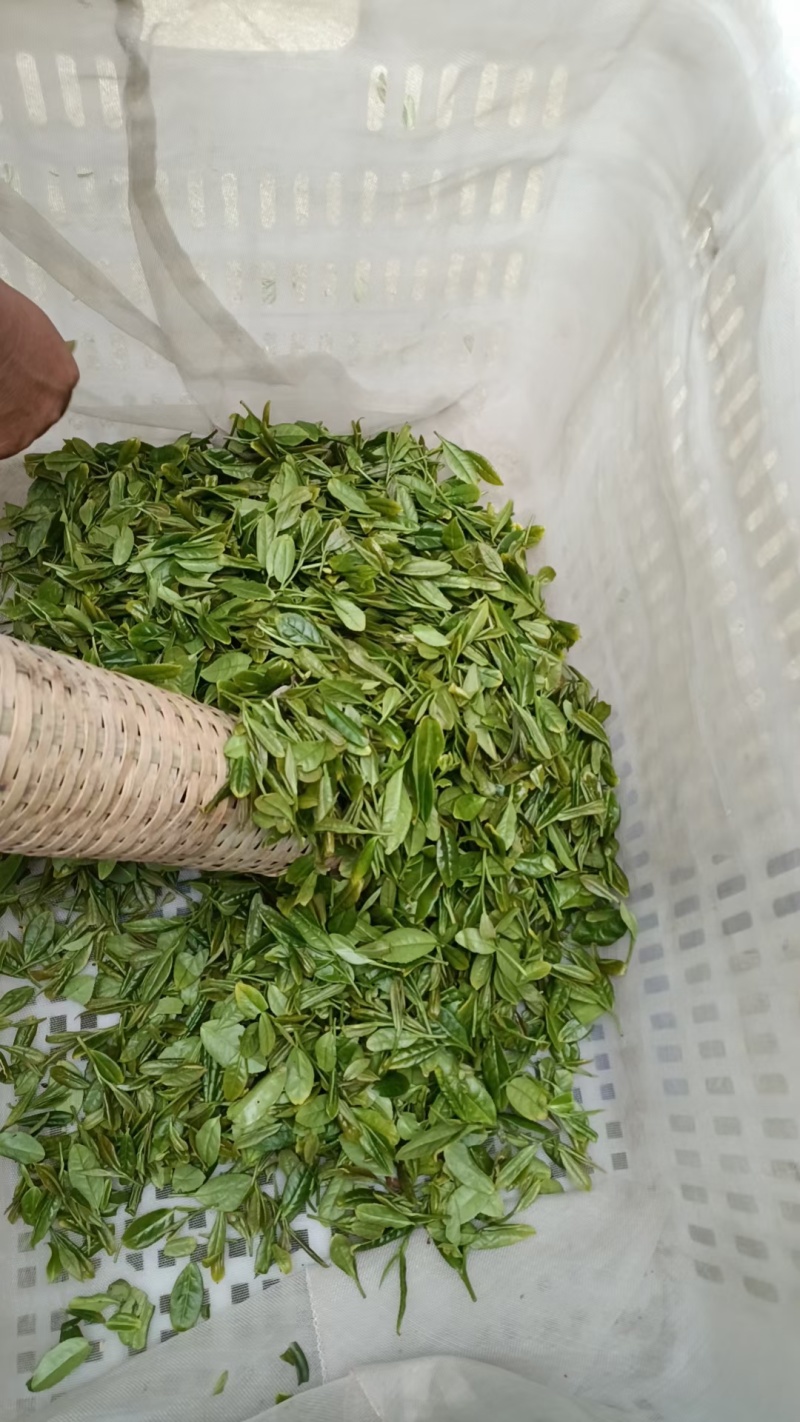 高山绿茶，球型