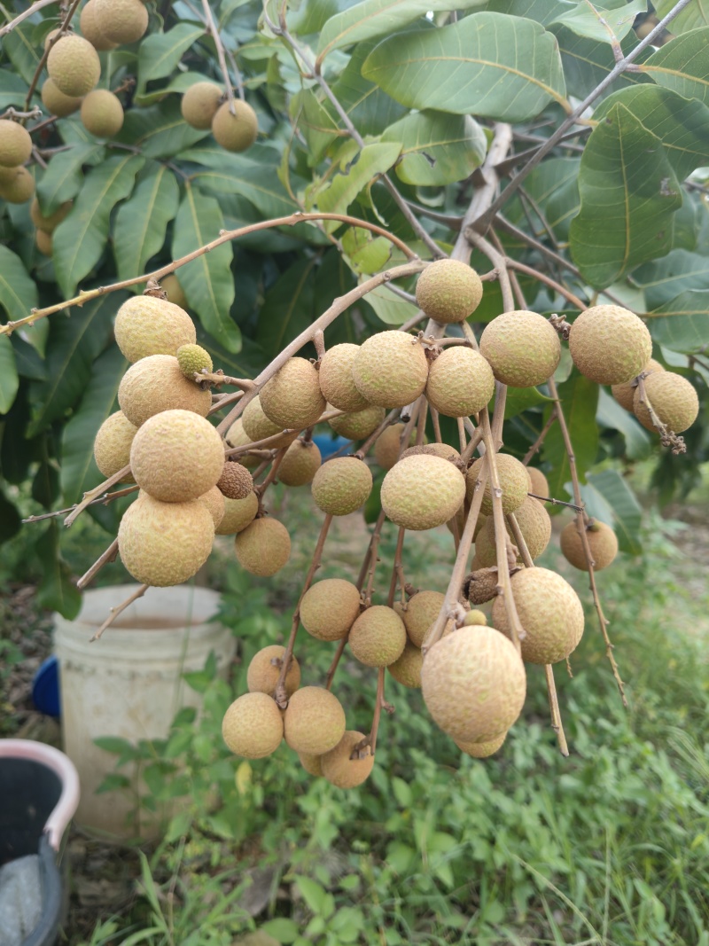 石峡龙眼储良龙眼