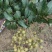 石峡龙眼储良龙眼