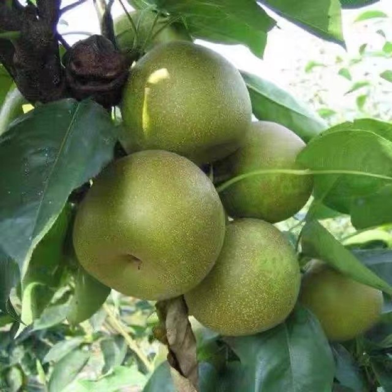 精品翠冠梨