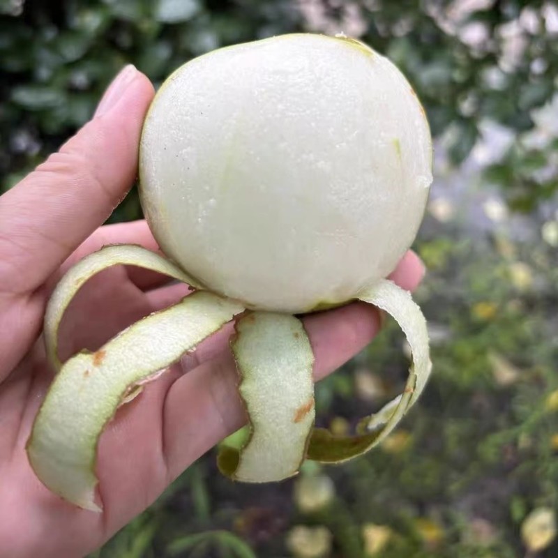 精品翠冠梨