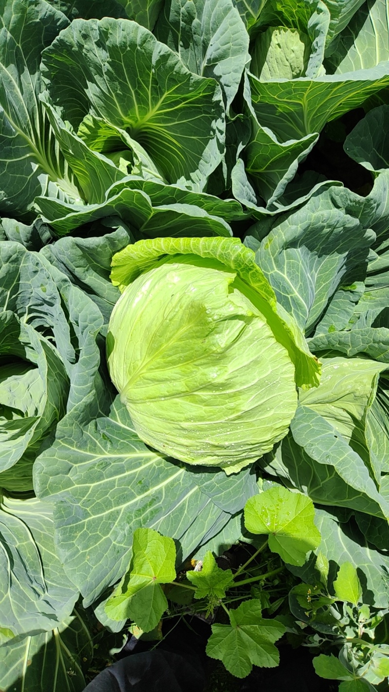 四川阿坝鸡心白，莲花白京丰一号